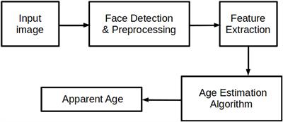 Apparent age prediction from faces: A survey of modern approaches